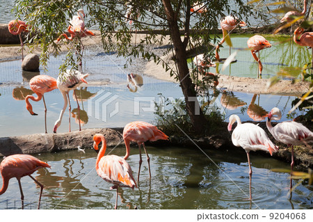 wading bird - flamingo 9204068
