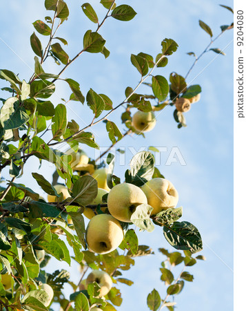 ripe fruits of apple quince on tree ripe fruits of apple quince on tree 9204080