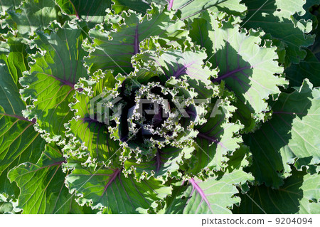 ornamental cabbage ornamental cabbage 9204094