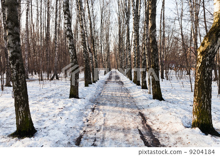 snowy alley in birch forest snowy alley in birch forest 9204184
