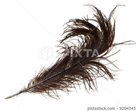 bird feather 9204345