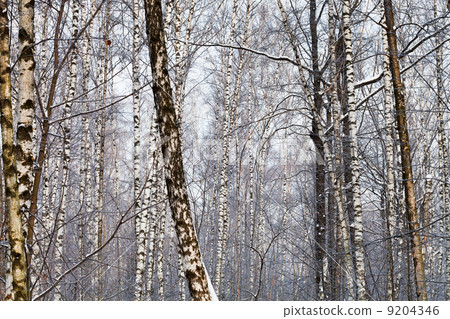 birch trunks in winter forest 9204346