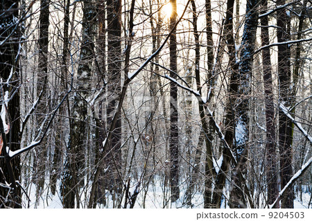 sunset in winter aspen forest sunset in winter aspen forest 9204503