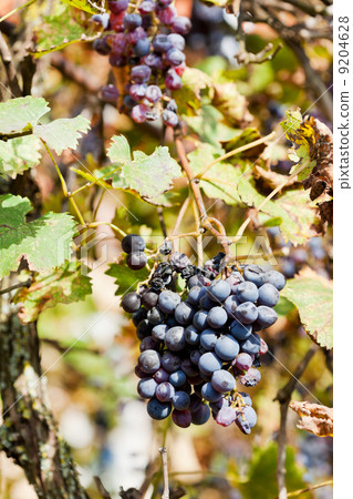 dried grapes clusters at vineyard 9204628