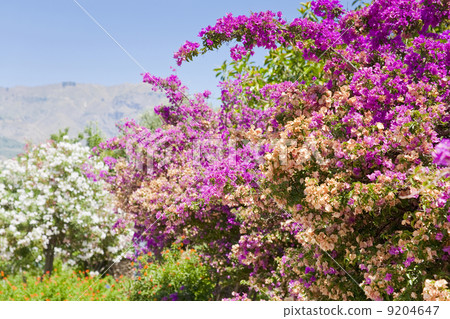 flowers of oleander in summer day 9204647