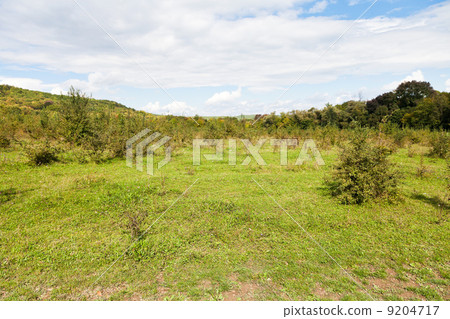 green clearing at foot of caucasian mountains green clearing at foot of caucasian mountains 9204717