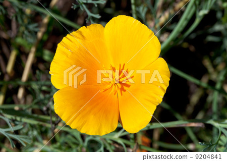 Eschscholzia flower close up 9204841