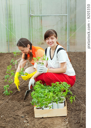women planting tomato seedlings 9205350