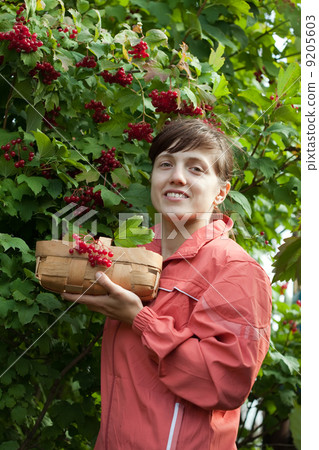 woman picking viburnum 9205603