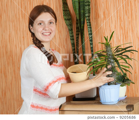 woman repotting Pachypodium cactus woman repotting Pachypodium cactus 9205686