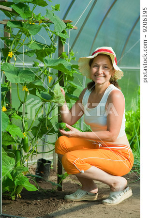 woman picking cucumber woman picking cucumber 9206195