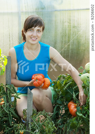 woman harvesting tomato woman harvesting tomato 9206602