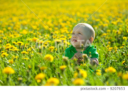 baby girl in dandelion meadow baby girl in dandelion meadow 9207653