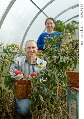 Man and woman picking tomato 9208412