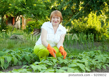 woman working in field of beans woman working in field of beans 9209832