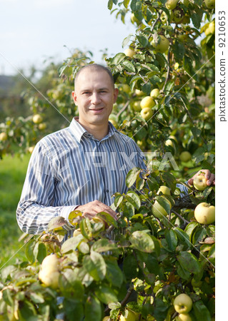 man near apples trees in garden man near apples trees in garden 9210653