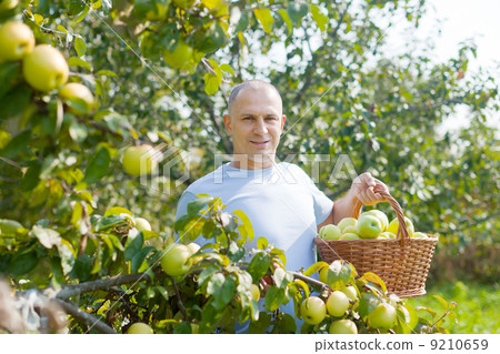man gathers apples in the garden 9210659