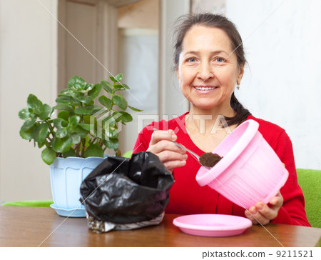 woman transplants Kalanchoe flower 9211521