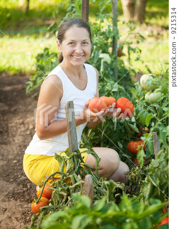 Mature woman picking tomato 9215314