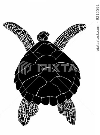 sea turtle 9215591