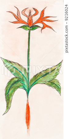 illustration of flower herb illustration of flower herb 9216024
