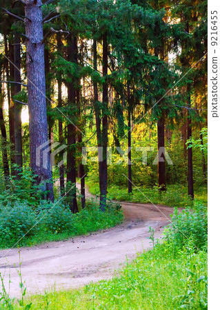 Summer spruce forest Summer spruce forest 9216455