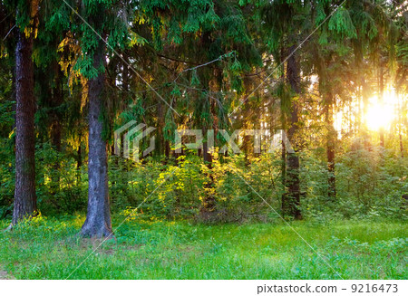 Summer spruce forest Summer spruce forest 9216473