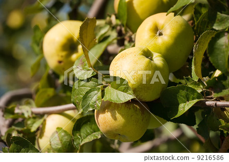 apples on branch 9216586