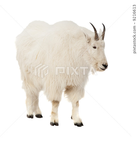 Rocky mountain goat over white background 9216613
