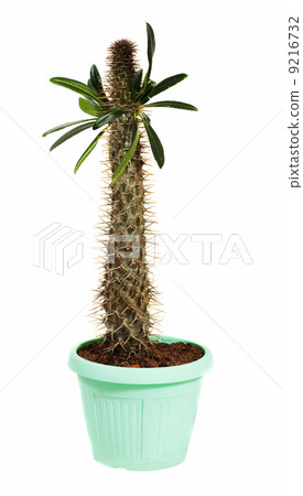 Pachypodium cactus in pot. Isolated on white 9216732