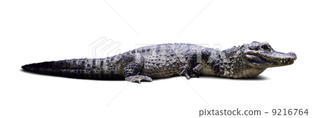 Chinese alligator. Isolated over white Chinese alligator. Isolated over white 9216764
