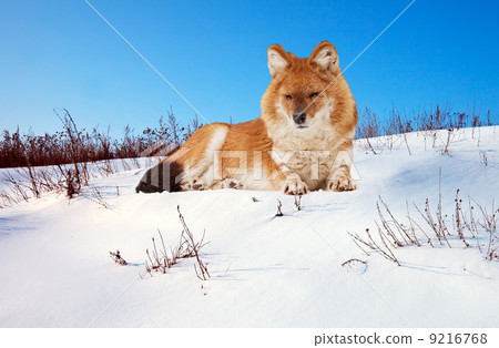 Dhole on snow 9216768
