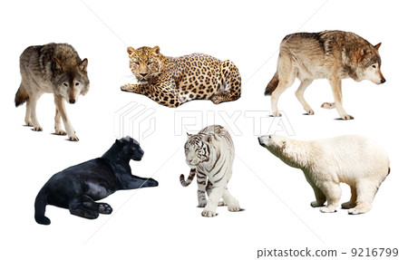 Set of Carnivora mammal. Isolated over white 9216799