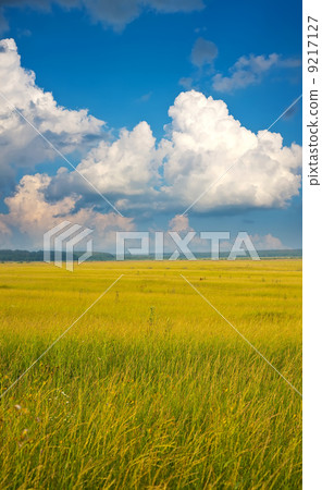 Summer landscape 9217127