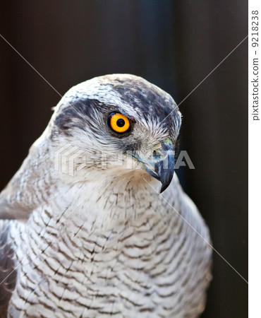 Hawk goshawk head Hawk goshawk head 9218238