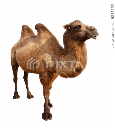 bactrian camel. Isolated on white 9218393