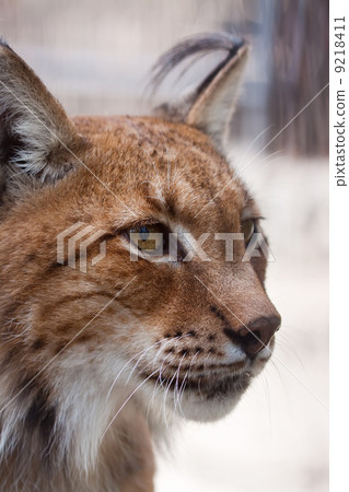 lynx Head lynx Head 9218411