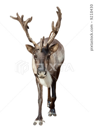 Caribou over white 9218430