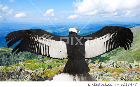 Andean condor in wildness area Andean condor in wildness area 9218477