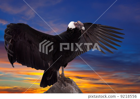 Andean condor against sunset sky 9218556