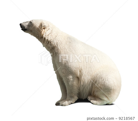 polar bear polar bear 9218567