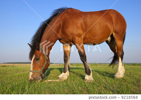 Horse on summer meadow Horse on summer meadow 9218568