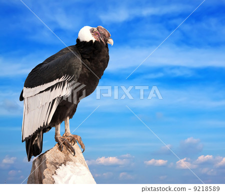 Andean condor 9218589