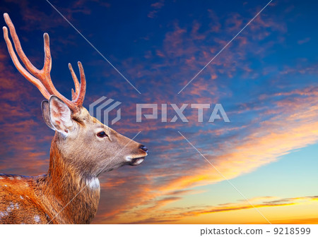 Sika dee against sunset sky 9218599