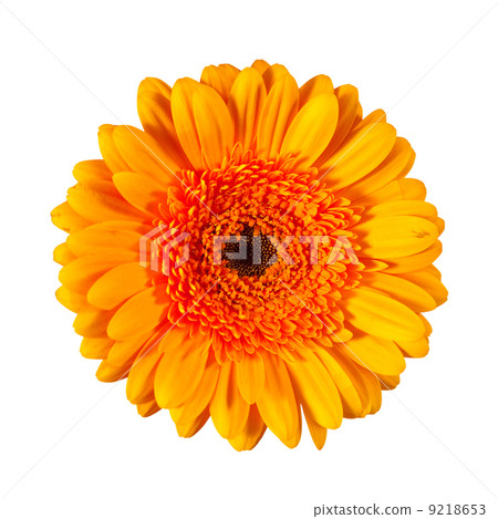 Single daisy flower. Isolated over white 9218653