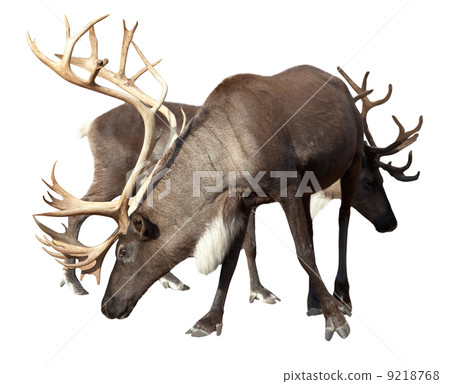 Two male reindeer 9218768