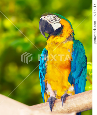 Red-and-green Macaw (Ara chloropterus) 9218913
