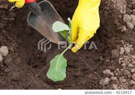 Gardener hands planting cabbage 9218917