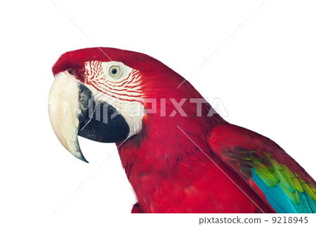 red macaw papagay 9218945