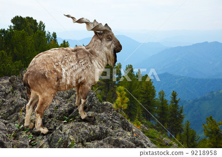 Markhor in wildness area 9218958